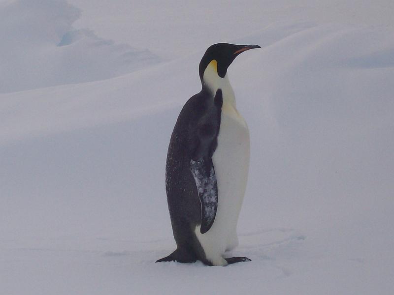 First close penguin siting of SIMBA 10.jpg